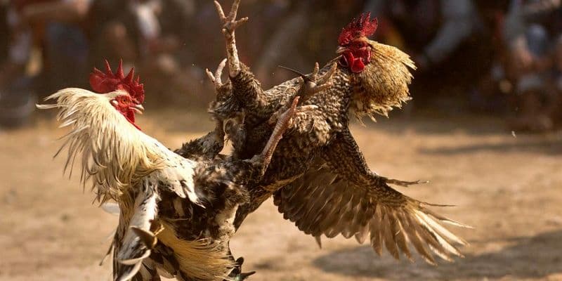 Đá gà SV368 một sản phẩm mang đến nhiều trận chọi kê kịch tính, lôi cuốn hàng đầu