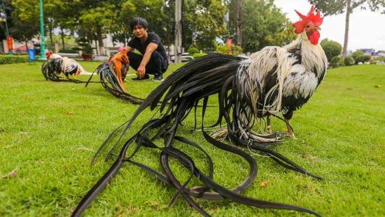 CEO đỗ minh tuấn